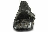 Polished Fossil Dinosaur Bone (Gembone) Section - Wyoming #309394-2